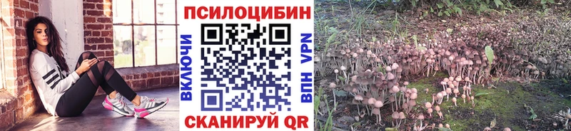 Псилоцибиновые грибы Psilocybe  Купить закладки  Коммунар 